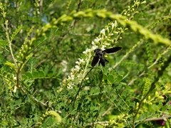 Trichopoda lanipes