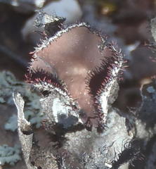 Xanthoparmelia hottentotta