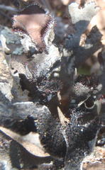 Xanthoparmelia hottentotta