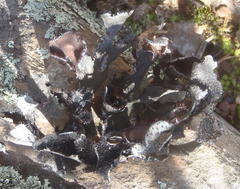 Xanthoparmelia hottentotta