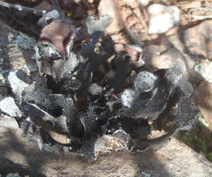 Xanthoparmelia hottentotta