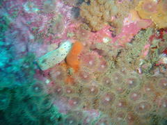 Mandelia mirocornata