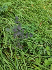 Thalictrum aquilegiifolium