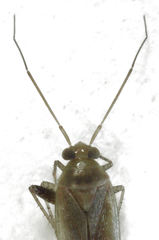 Micromimetus