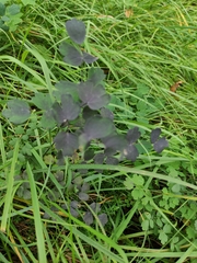 Thalictrum aquilegiifolium