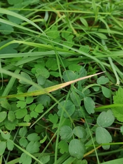 Thalictrum aquilegiifolium