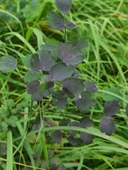 Thalictrum aquilegiifolium