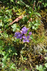 Gentianella campestris
