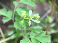 Galium