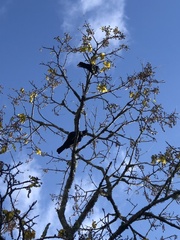 Prosthemadera novaeseelandiae novaeseelandiae