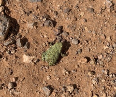 Anaxyrus debilis