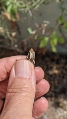 Plestiodon skiltonianus interparietalis