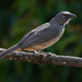 Olive-gray Saltator - Photo (c) David Monroy R, some rights reserved (CC BY-NC), uploaded by David Monroy R