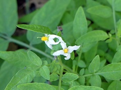 Solanum jamesii