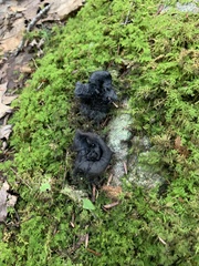 Craterellus cornucopioides