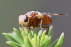 Oestrophasia calva