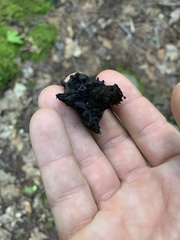 Craterellus cornucopioides