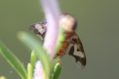 Oestrophasia calva