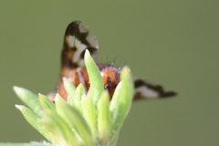 Oestrophasia calva