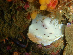 Mandelia mirocornata