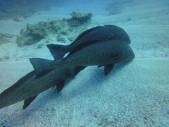 Umbrina canariensis