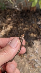 Plestiodon skiltonianus interparietalis