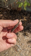 Plestiodon skiltonianus interparietalis