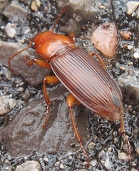 Harpalus erraticus