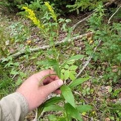 Solidago latissimifolia