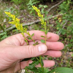Solidago latissimifolia