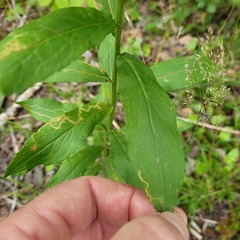 Solidago latissimifolia