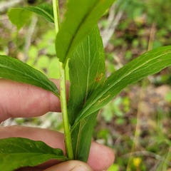 Solidago latissimifolia