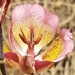 photo of Plummer's Mariposa Lily (Calochortus plummerae)