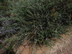 Polygala teretifolia