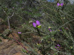 Polygala teretifolia