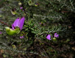 Polygala teretifolia
