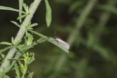 Virbia polyphron
