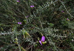 Polygala teretifolia