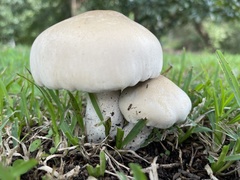 Macrocybe