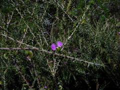 Polygala teretifolia