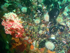 Choromytilus meridionalis