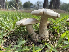 Macrocybe