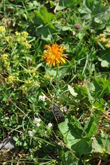 Crepis aurea