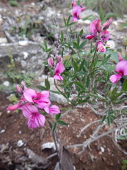Indigofera sp-aff-platypoda
