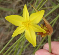 Bobartia orientalis orientalis