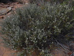 Polygala teretifolia