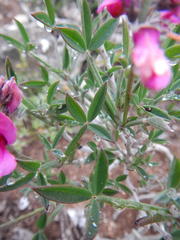 Indigofera sp-aff-platypoda