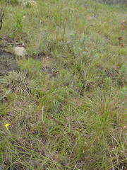 Bobartia orientalis orientalis