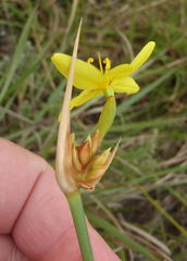 Bobartia orientalis orientalis