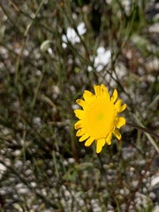 Cotula duckittiae